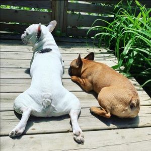 Meet your Posher, Molly